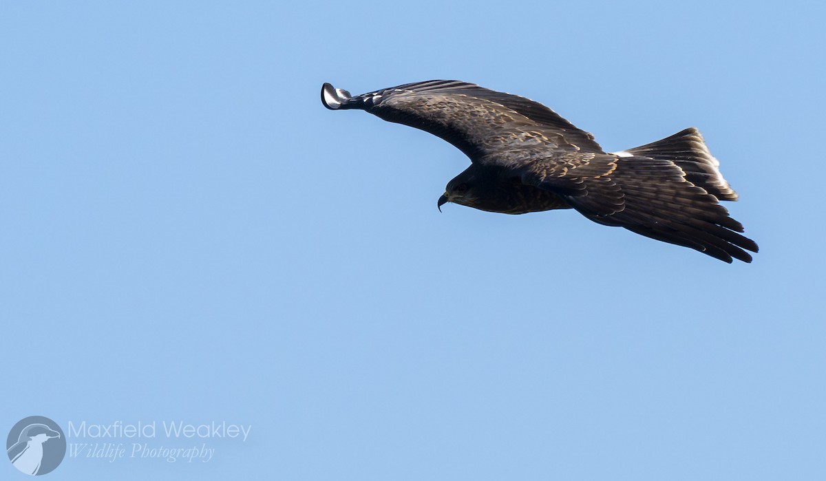 Snail Kite - ML646751939