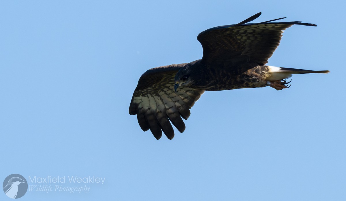 Snail Kite - ML646751940