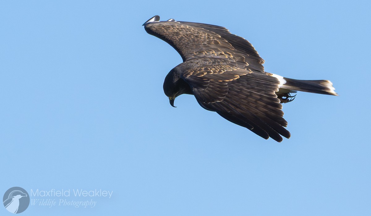 Snail Kite - ML646751941