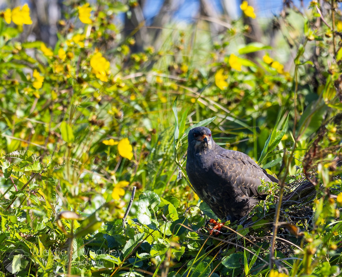 Snail Kite - ML646751942