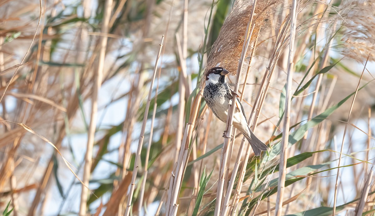 Spanish Sparrow - ML646751943
