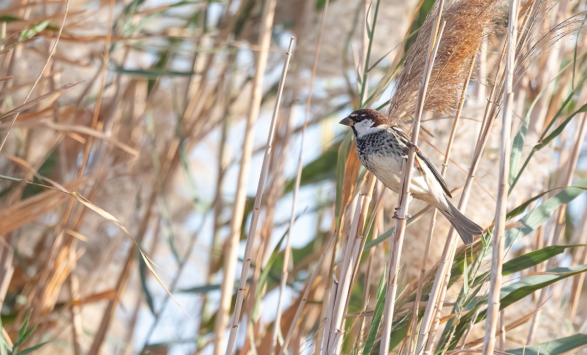 Spanish Sparrow - ML646751947