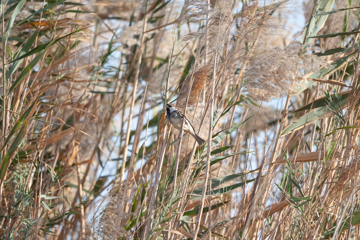 Spanish Sparrow - ML646751948