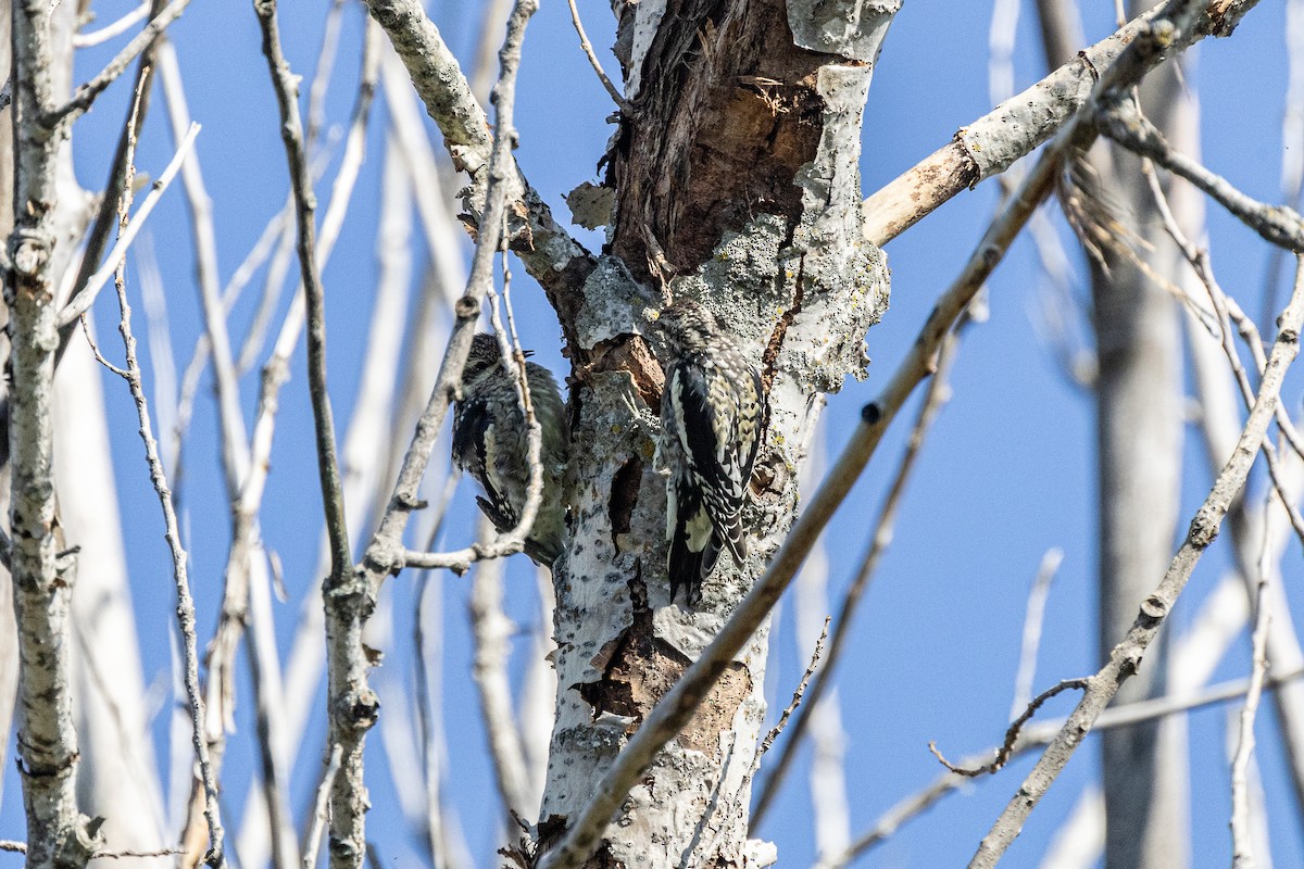 Yellow-bellied Sapsucker - ML646751949