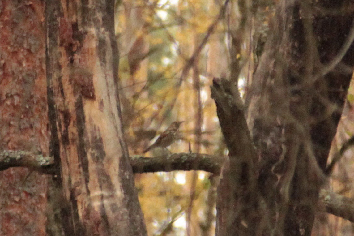 Tordo sassello - ML646751950