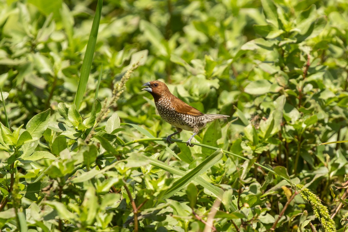 Muskatbronzemännchen [nisoria-Gruppe] - ML646751951
