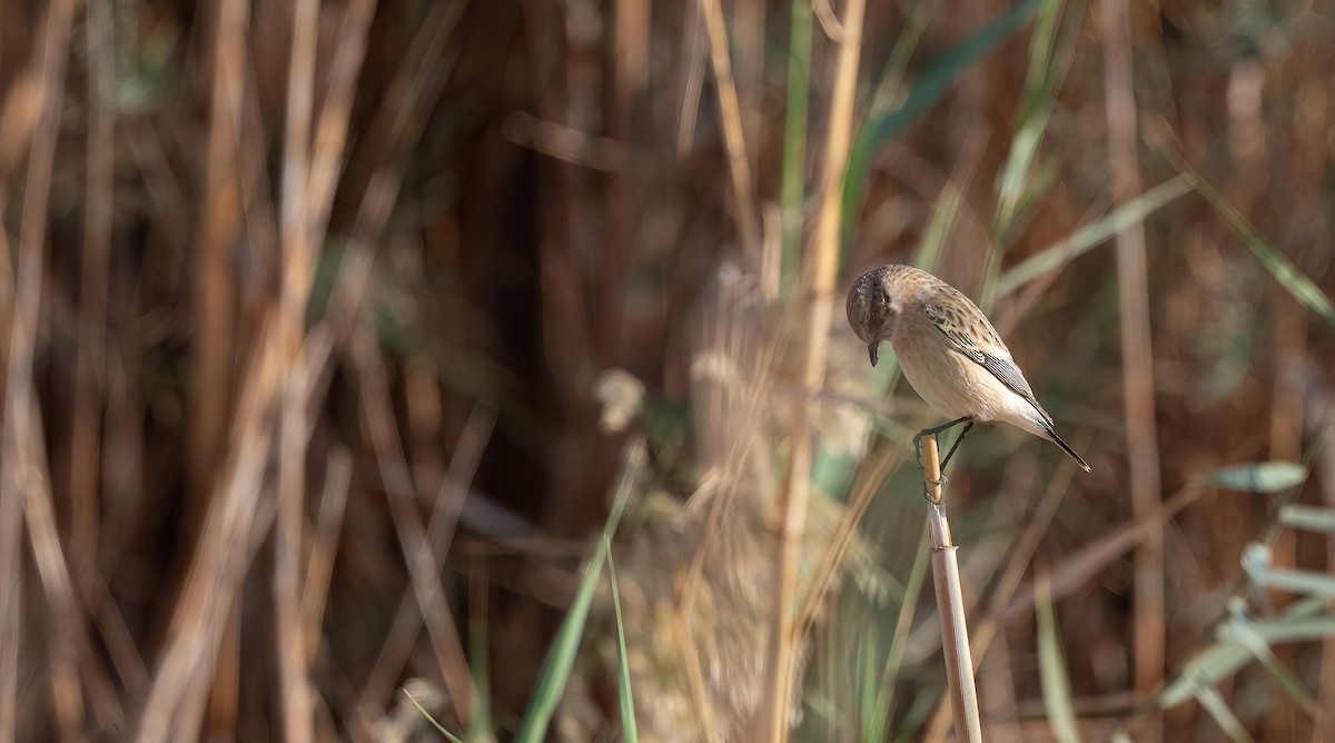 Siberian Stonechat (Caspian) - ML646751952
