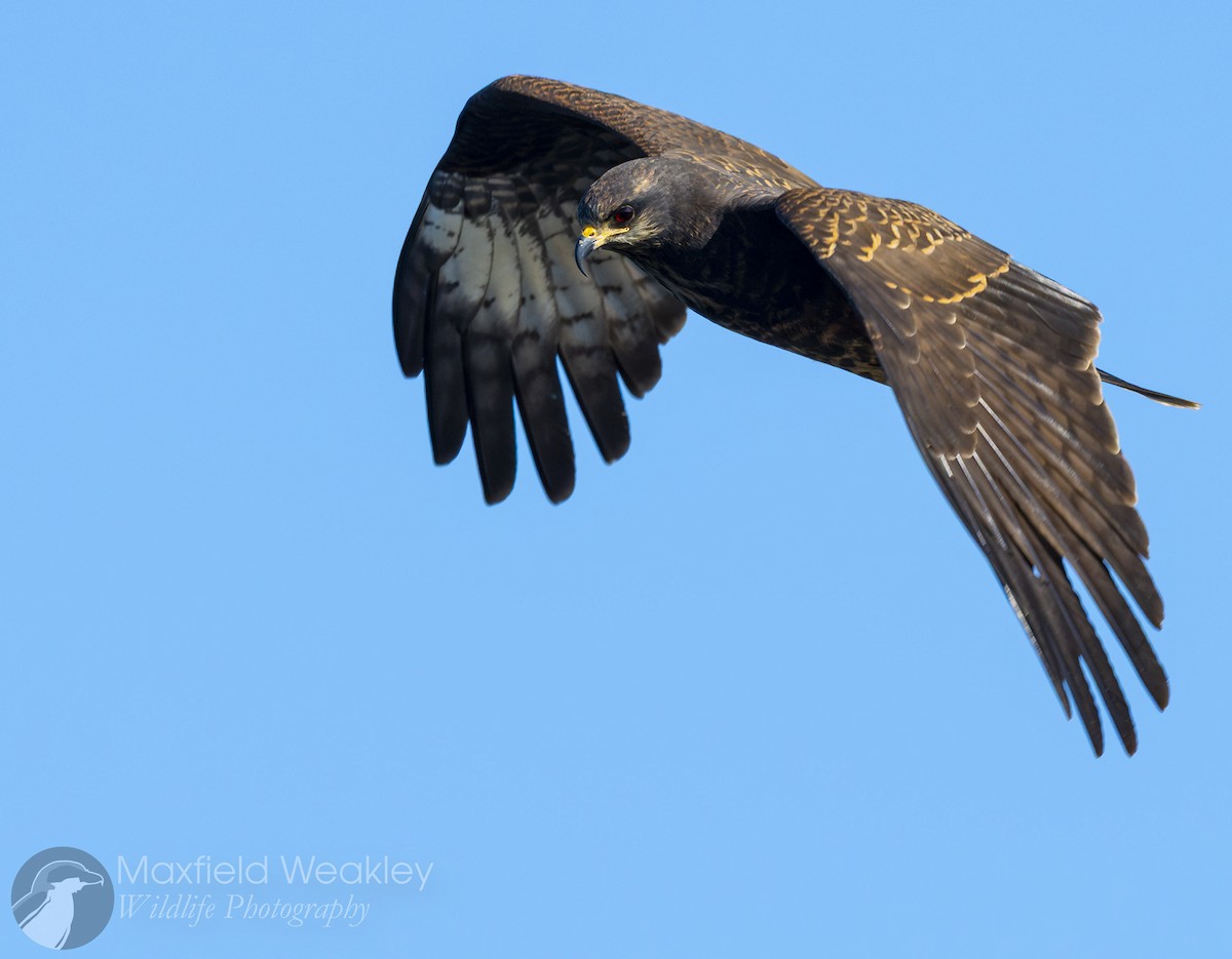 Snail Kite - ML646751956