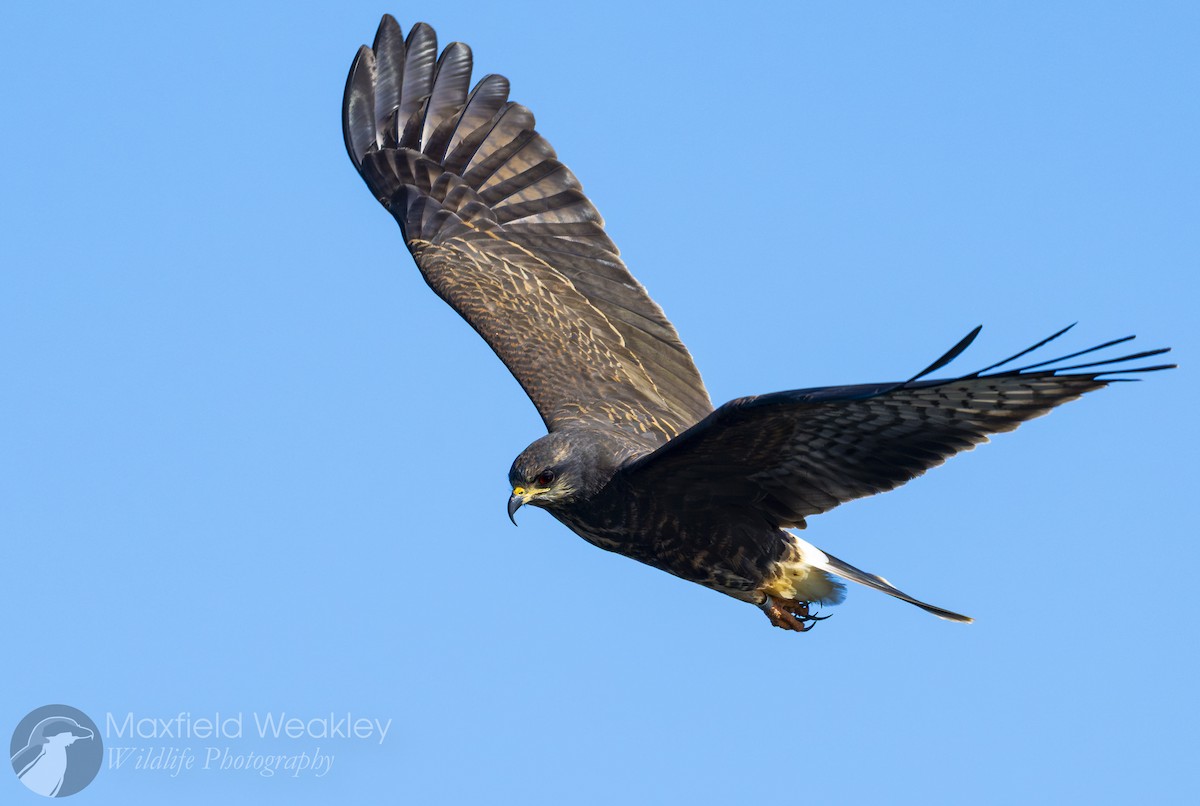 Snail Kite - ML646751957