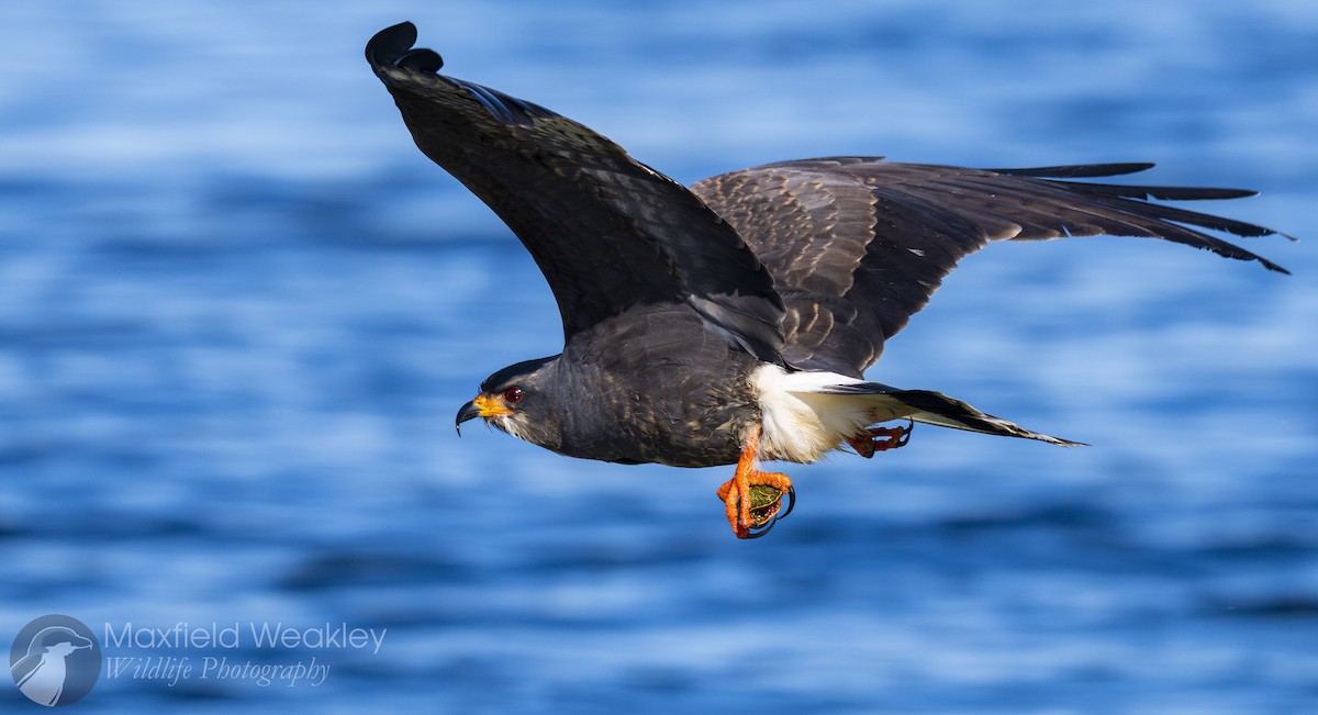 Snail Kite - ML646751958