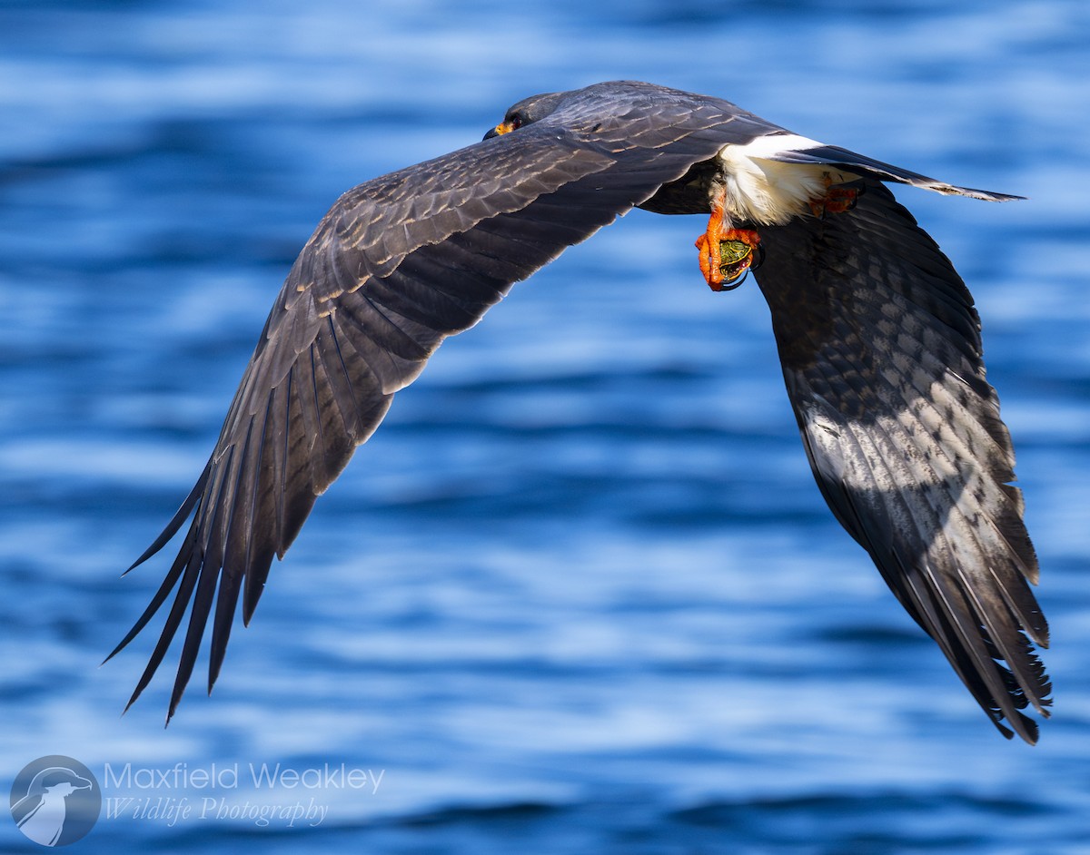 Snail Kite - ML646751959