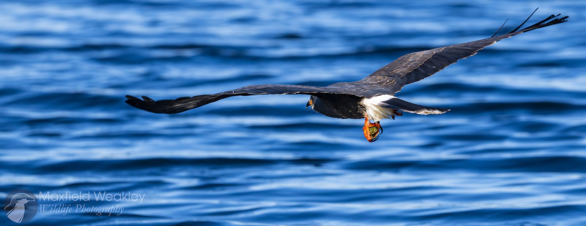 Snail Kite - ML646751960