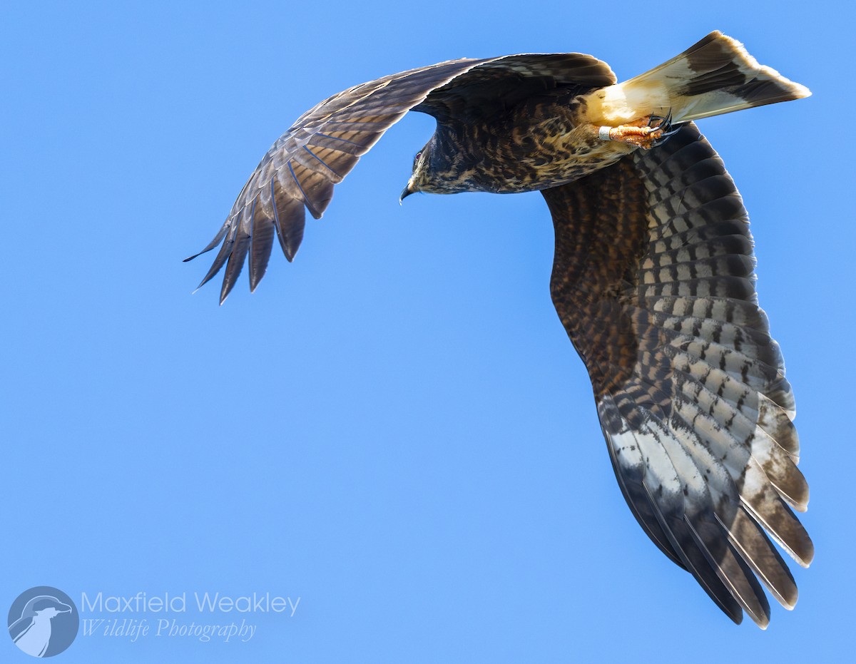 Snail Kite - ML646751961