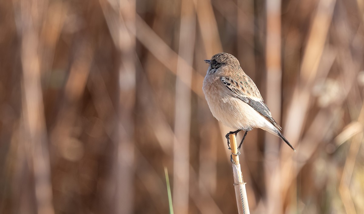 Siberian Stonechat (Caspian) - ML646751962