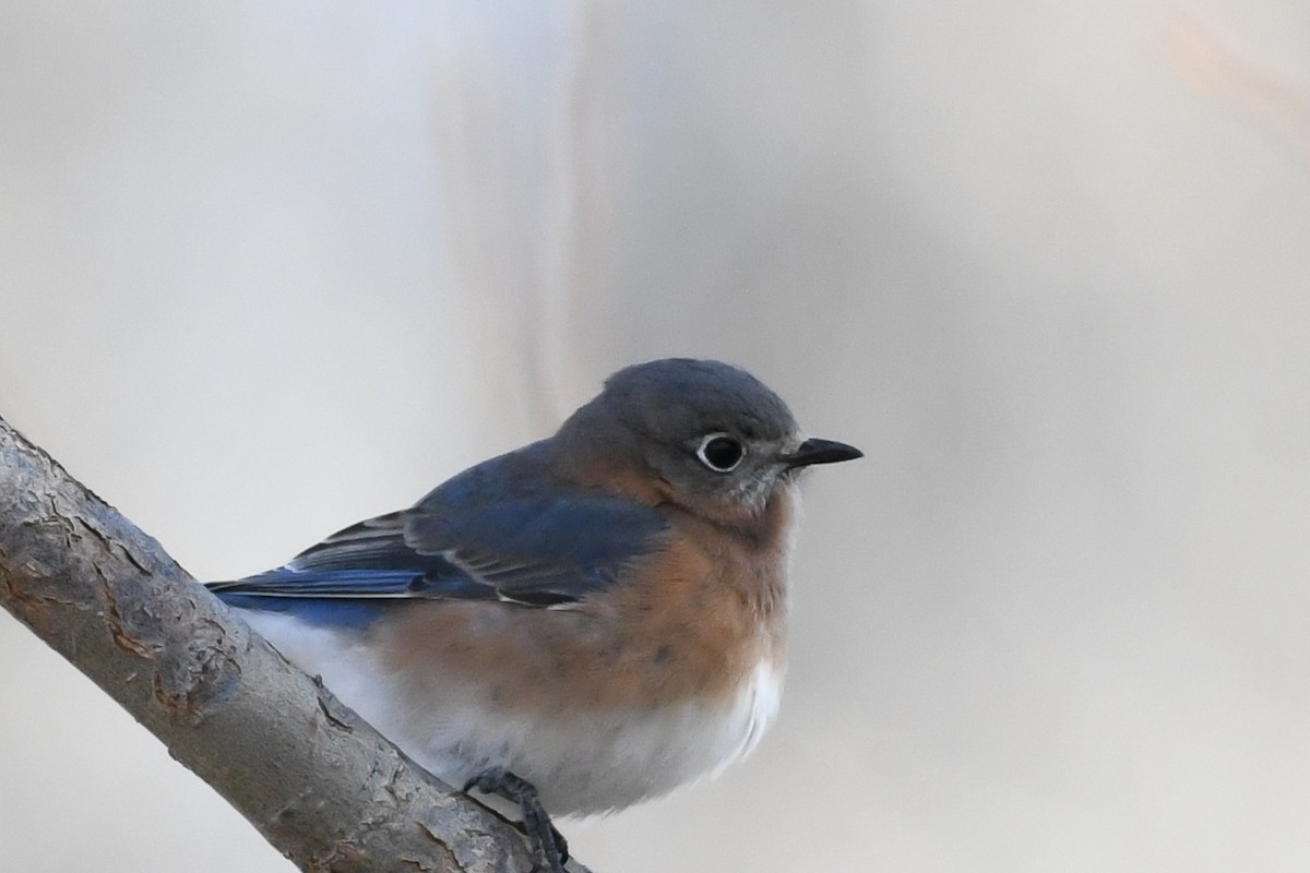 Azulejo Oriental - ML646751964