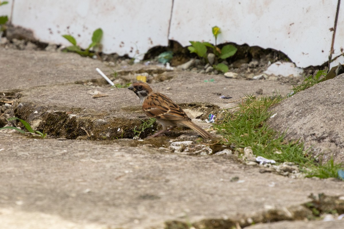 Feldsperling - ML646751965