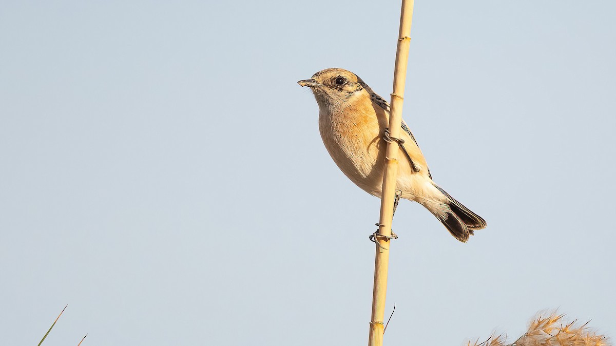 Siberian Stonechat (Caspian) - ML646751966