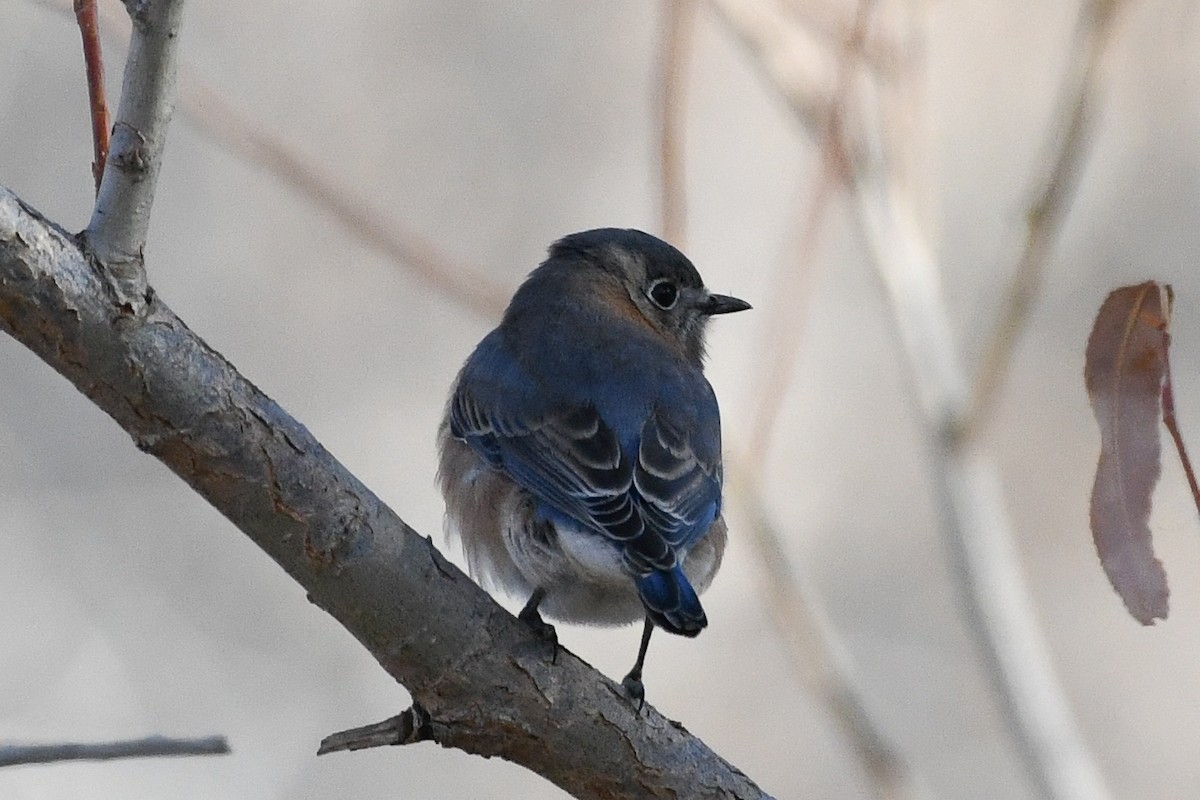 Azulejo Oriental - ML646751969