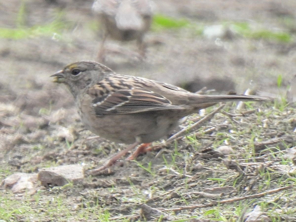 Golden-crowned Sparrow - ML646751970