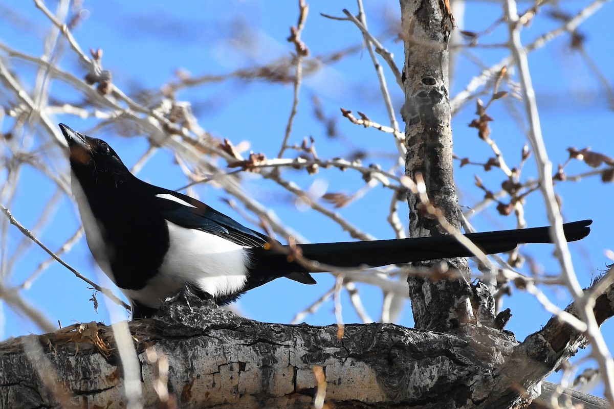 Black-billed Magpie - ML646751972