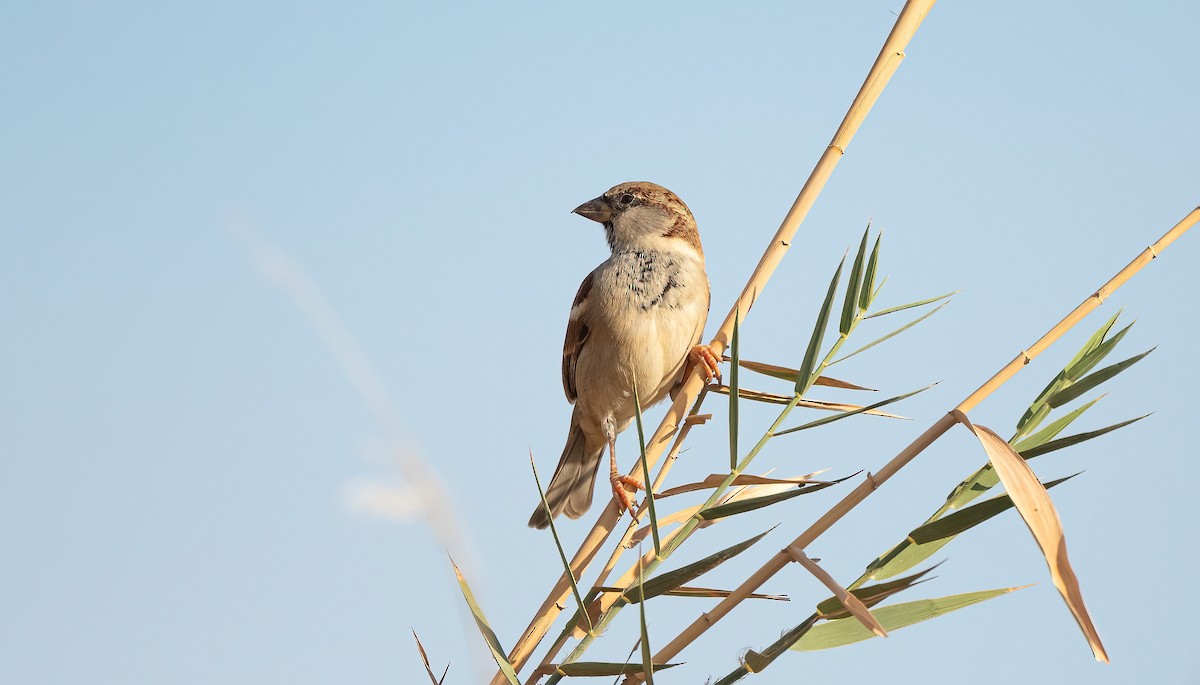 家麻雀 - ML646751977