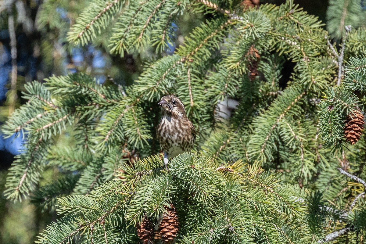 Purple Finch - ML646751979