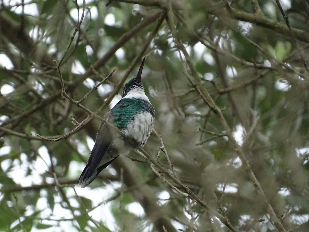 White-throated Hummingbird - ML646751980