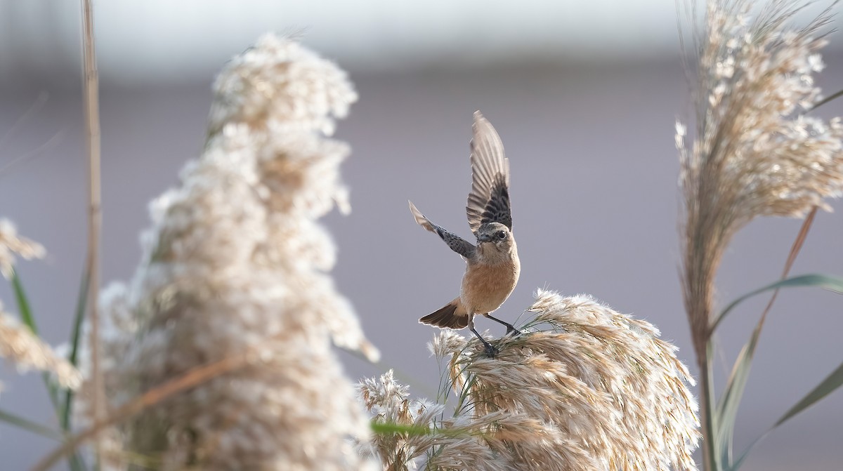 Siberian Stonechat - ML646751981