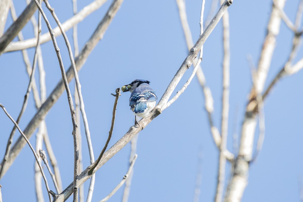 Geai bleu - ML646751983