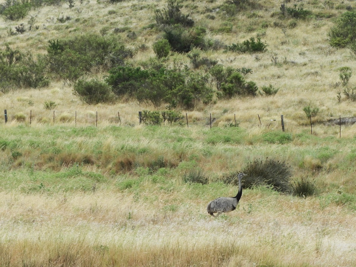 Ñandu nagusia - ML646751986
