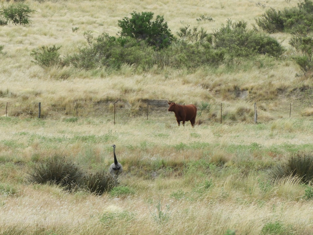 Ñandu nagusia - ML646751987