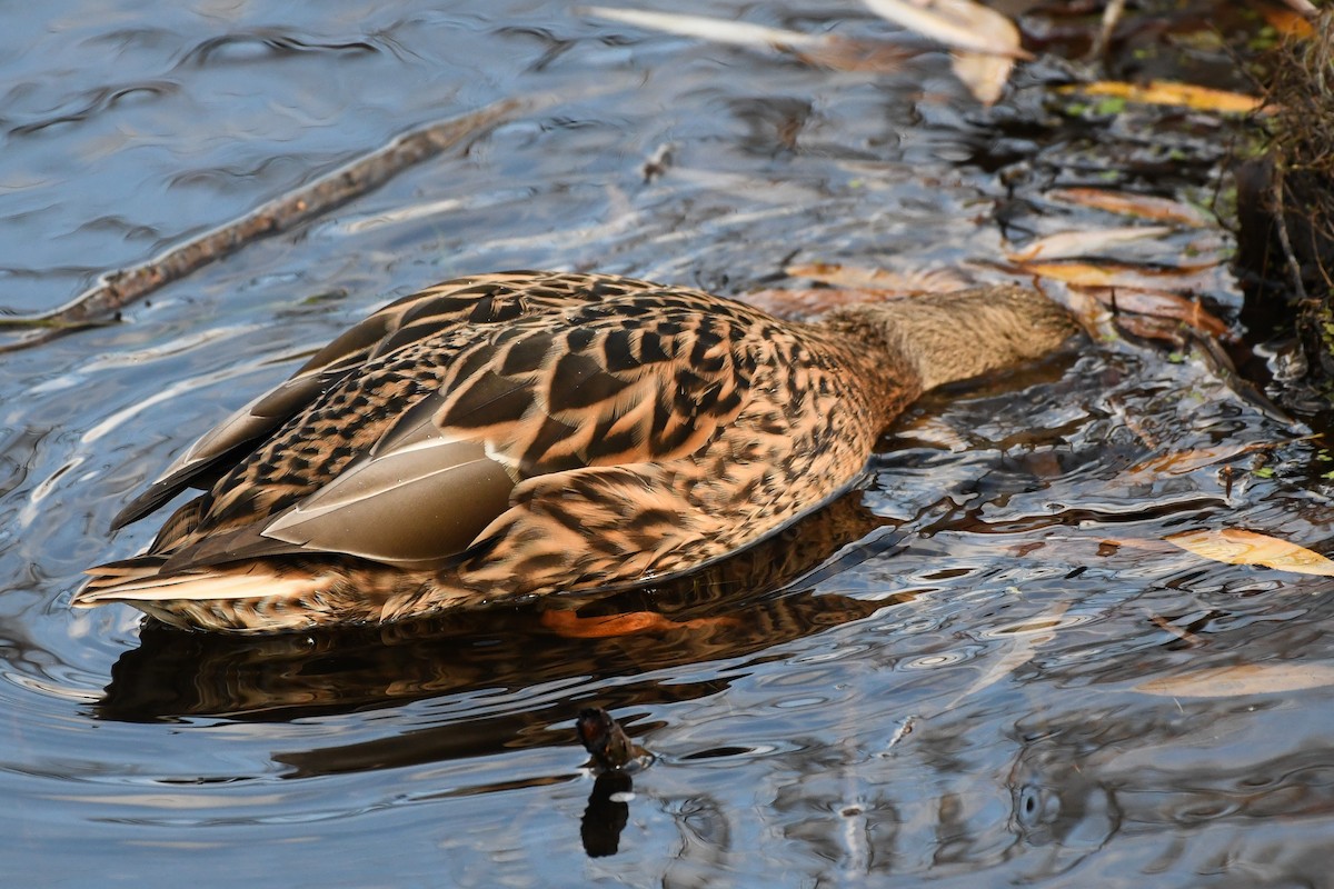 Ánade Azulón - ML646751989
