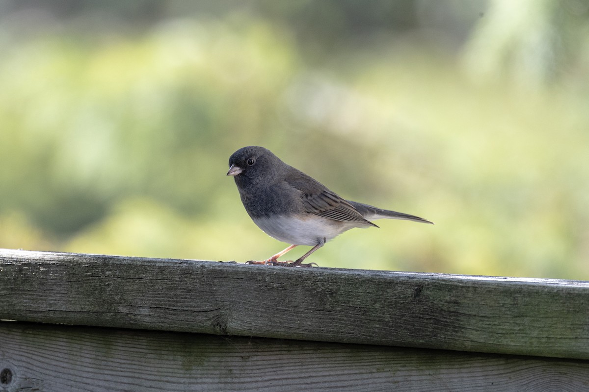 Dark-eyed Junco - ML646751992