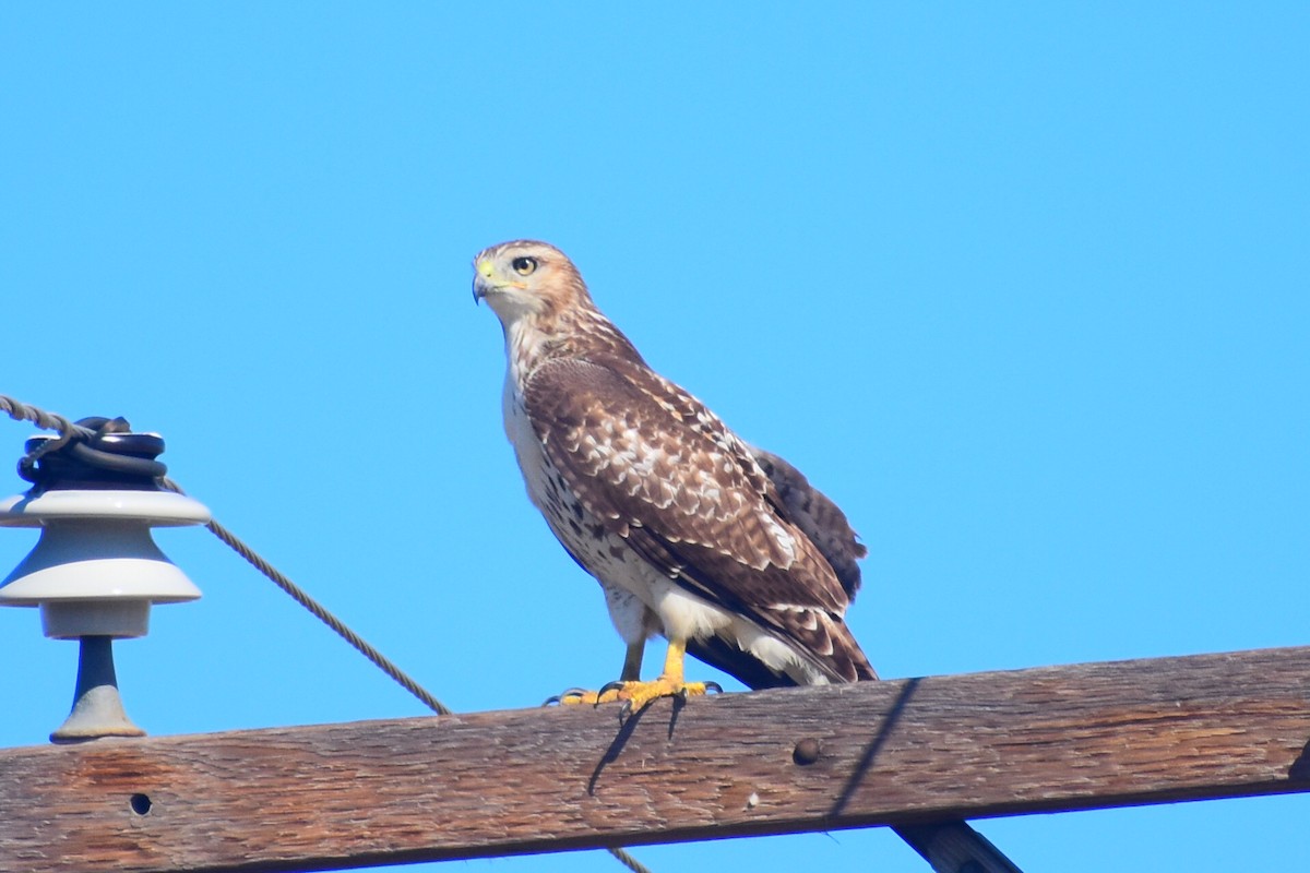 Busardo Colirrojo (borealis) - ML646751993