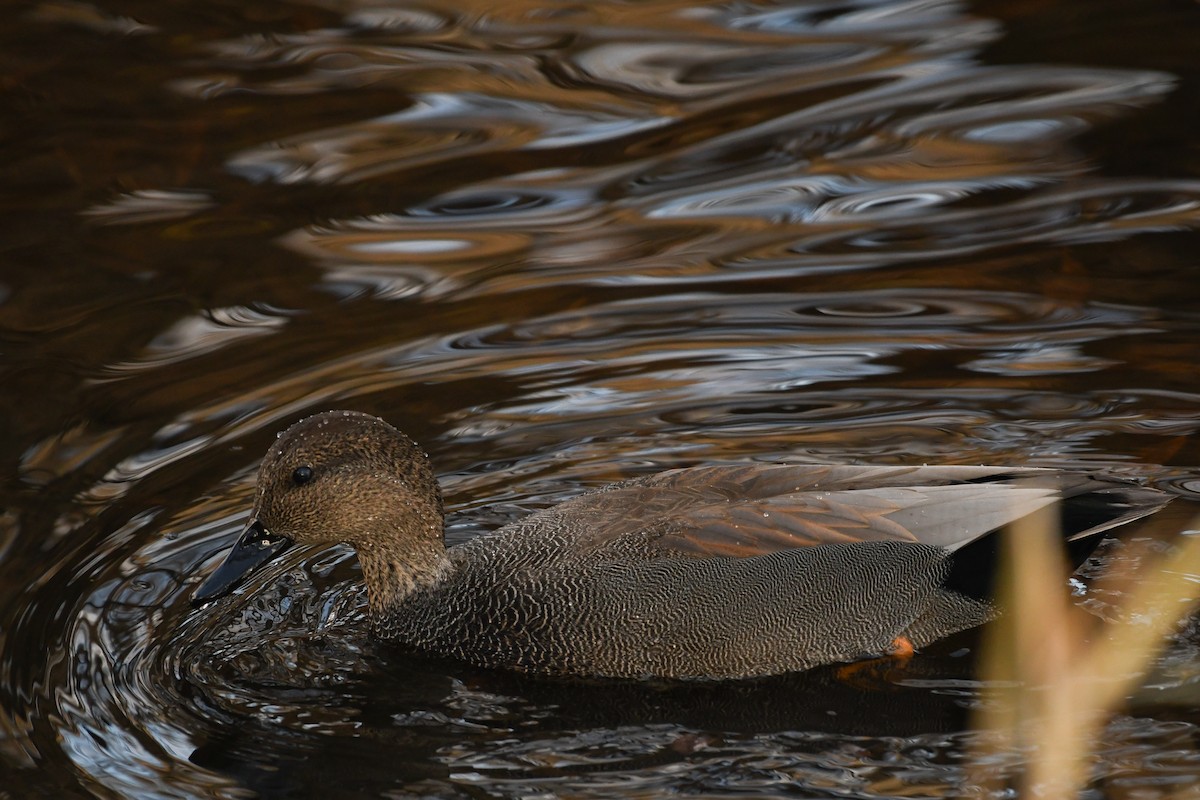 Ánade Friso - ML646751994