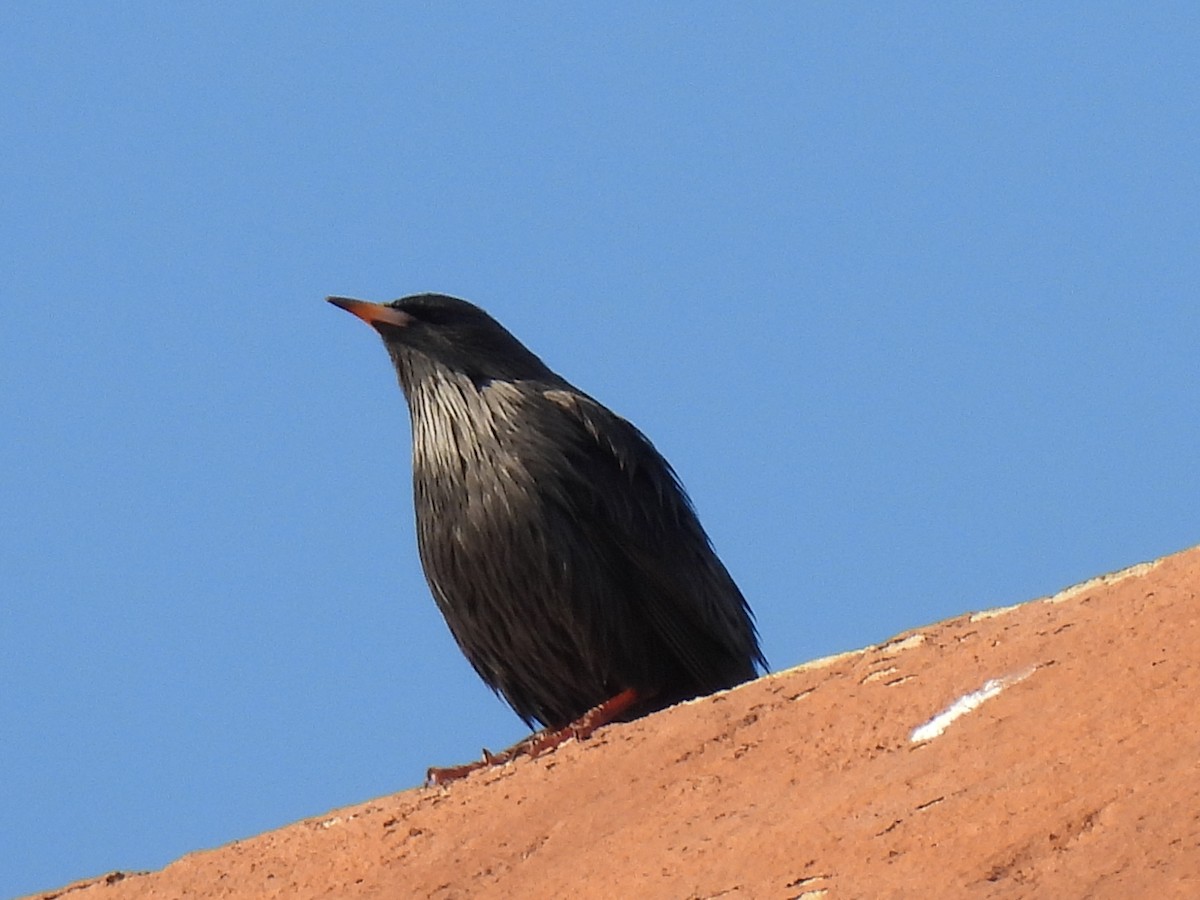Spotless Starling - ML646751995