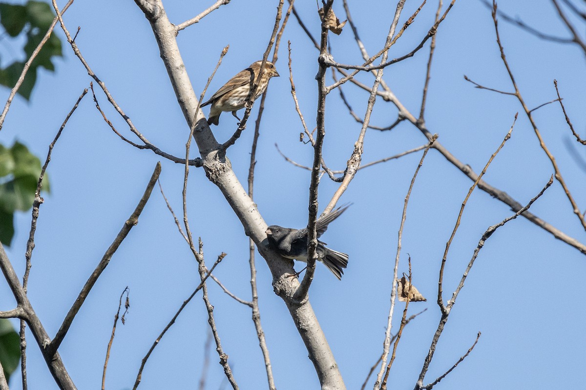 Dark-eyed Junco - ML646751996