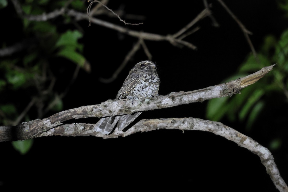 Chotacabras Torico - ML646751997