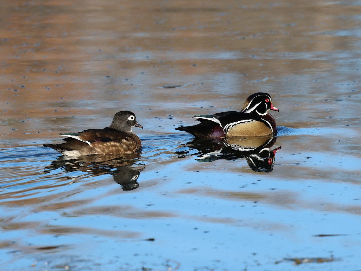 Canard branchu - ML646751998