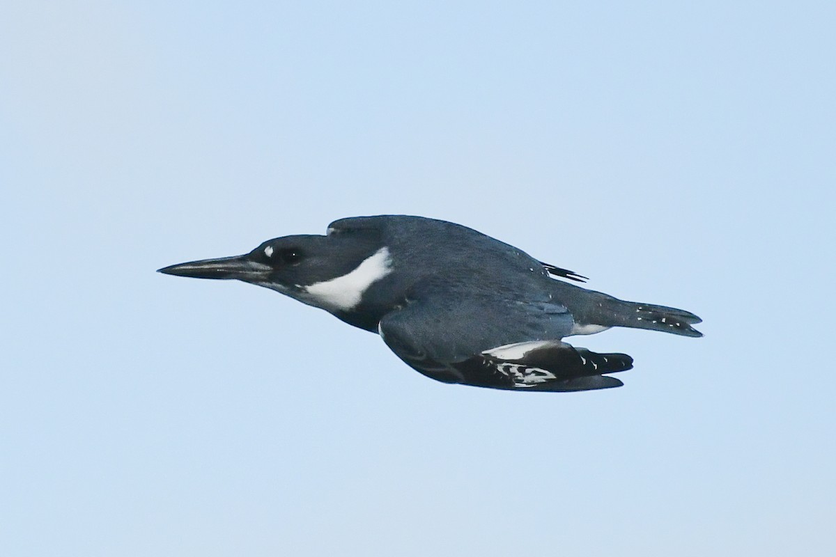 Martín Gigante Norteamericano - ML646751999