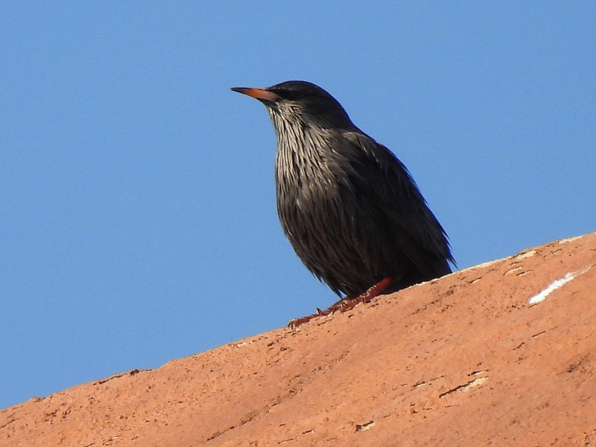 Spotless Starling - ML646752000