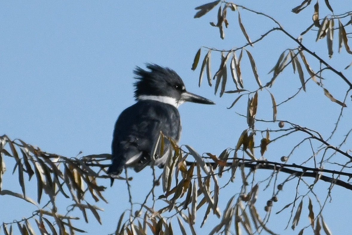Martín Gigante Norteamericano - ML646752001