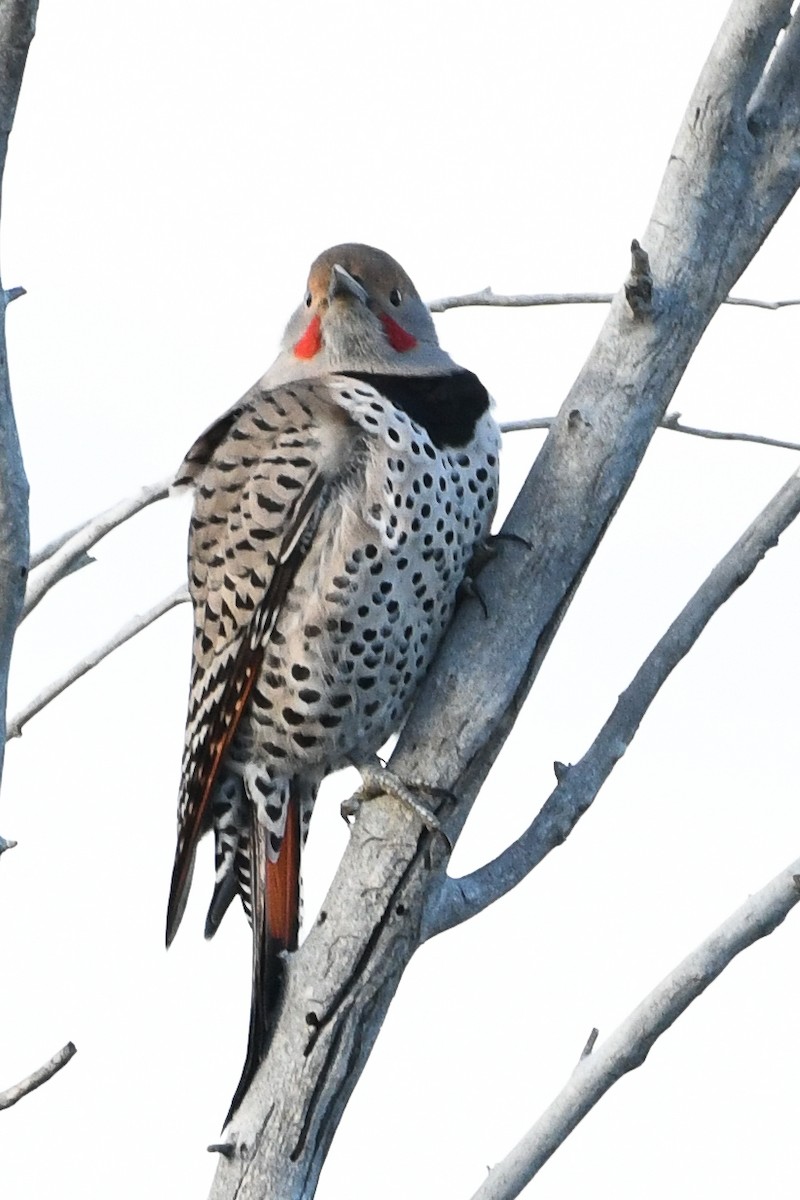 Carpintero Escapulario (Rojizo) - ML646752005