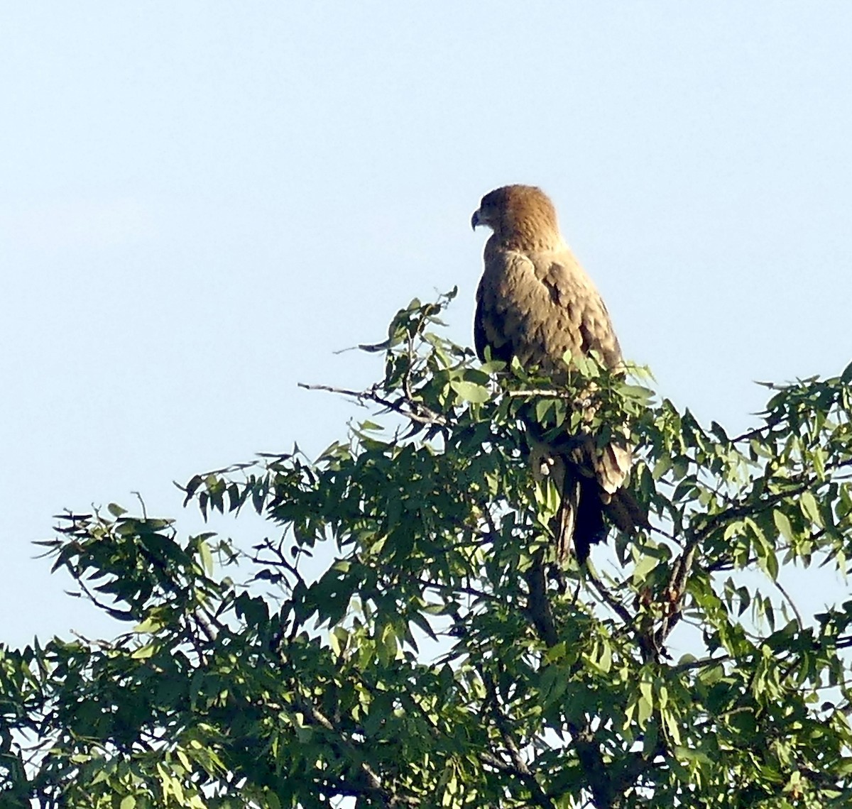 Águila Rapaz - ML646752006