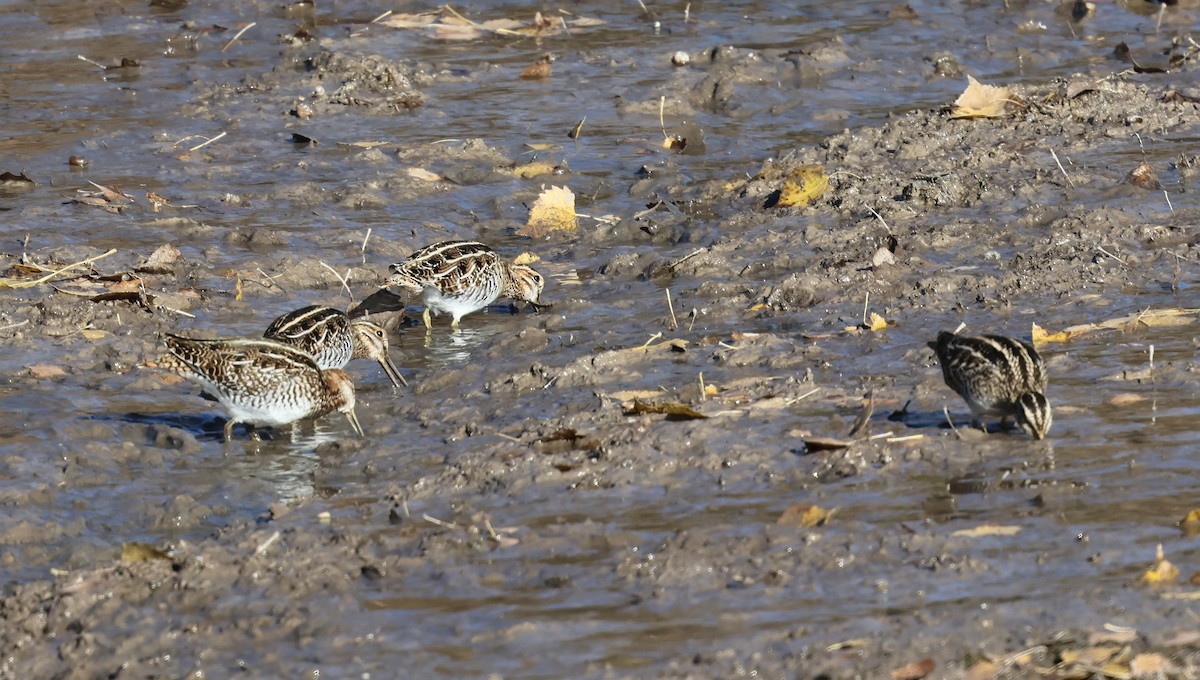 Wilson's Snipe - ML646752007