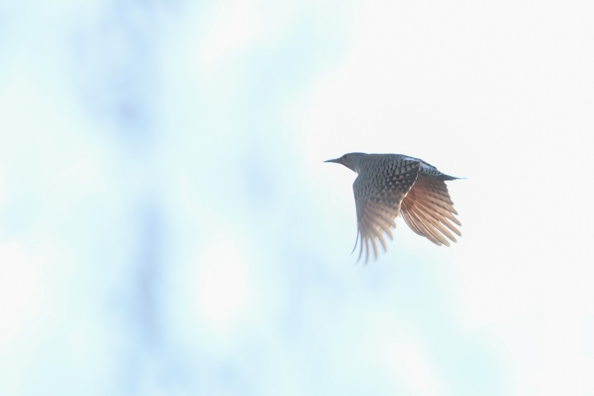 Carpintero Escapulario (Rojizo) - ML646752008