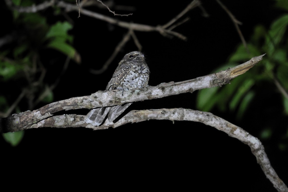 Chotacabras Torico - ML646752009