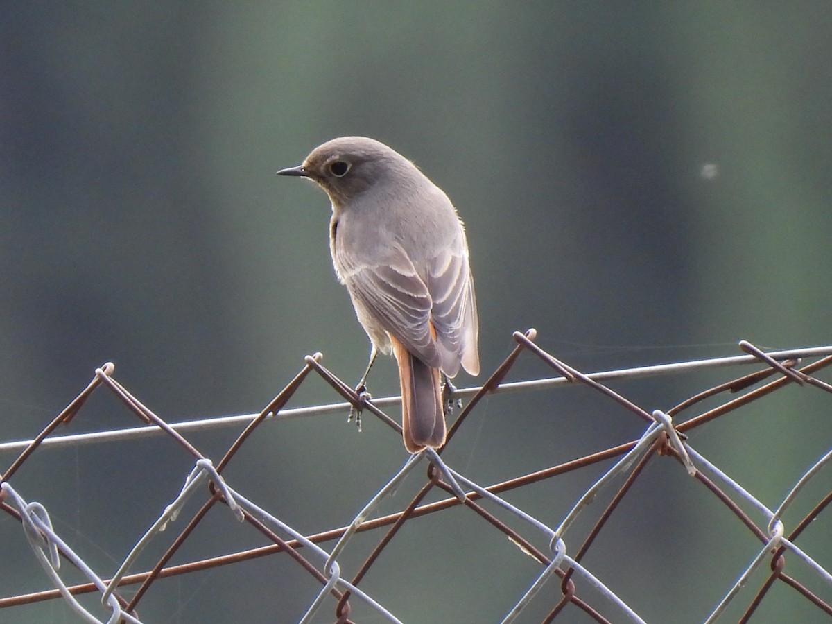 Colirrojo Tizón - ML646752010