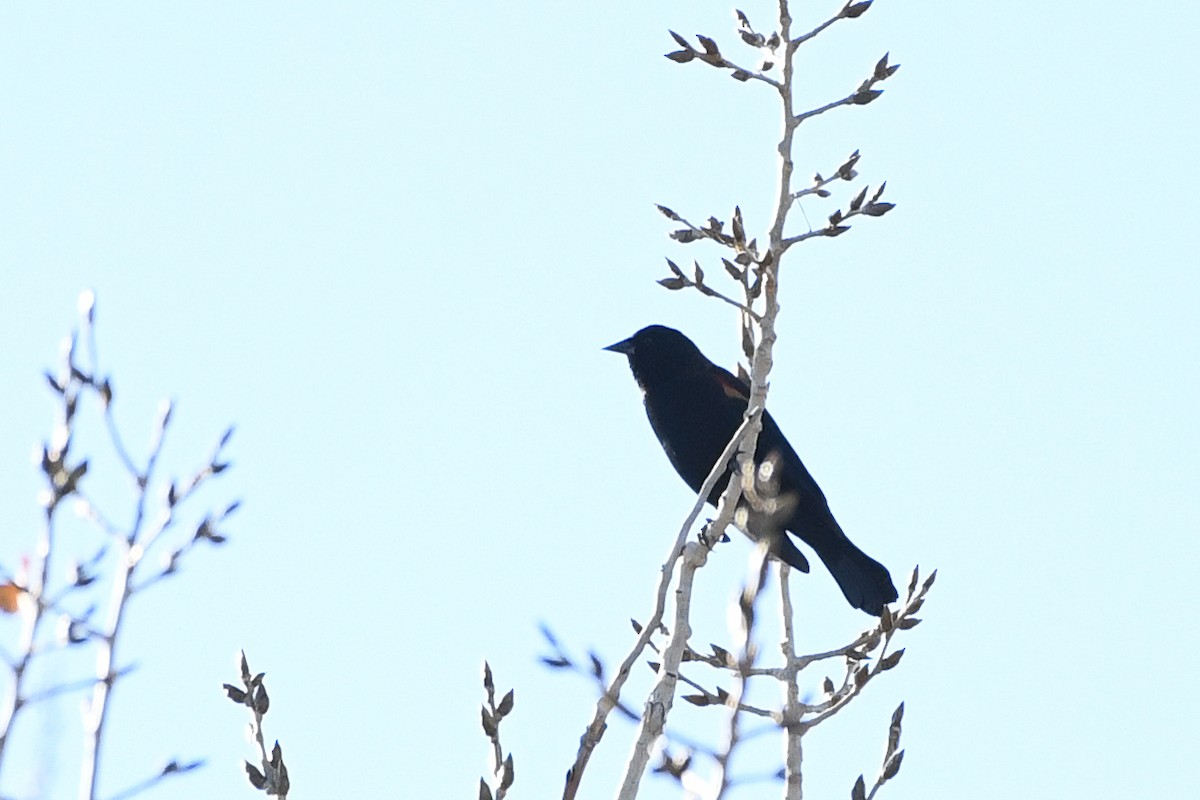 Sargento Alirrojo - ML646752012