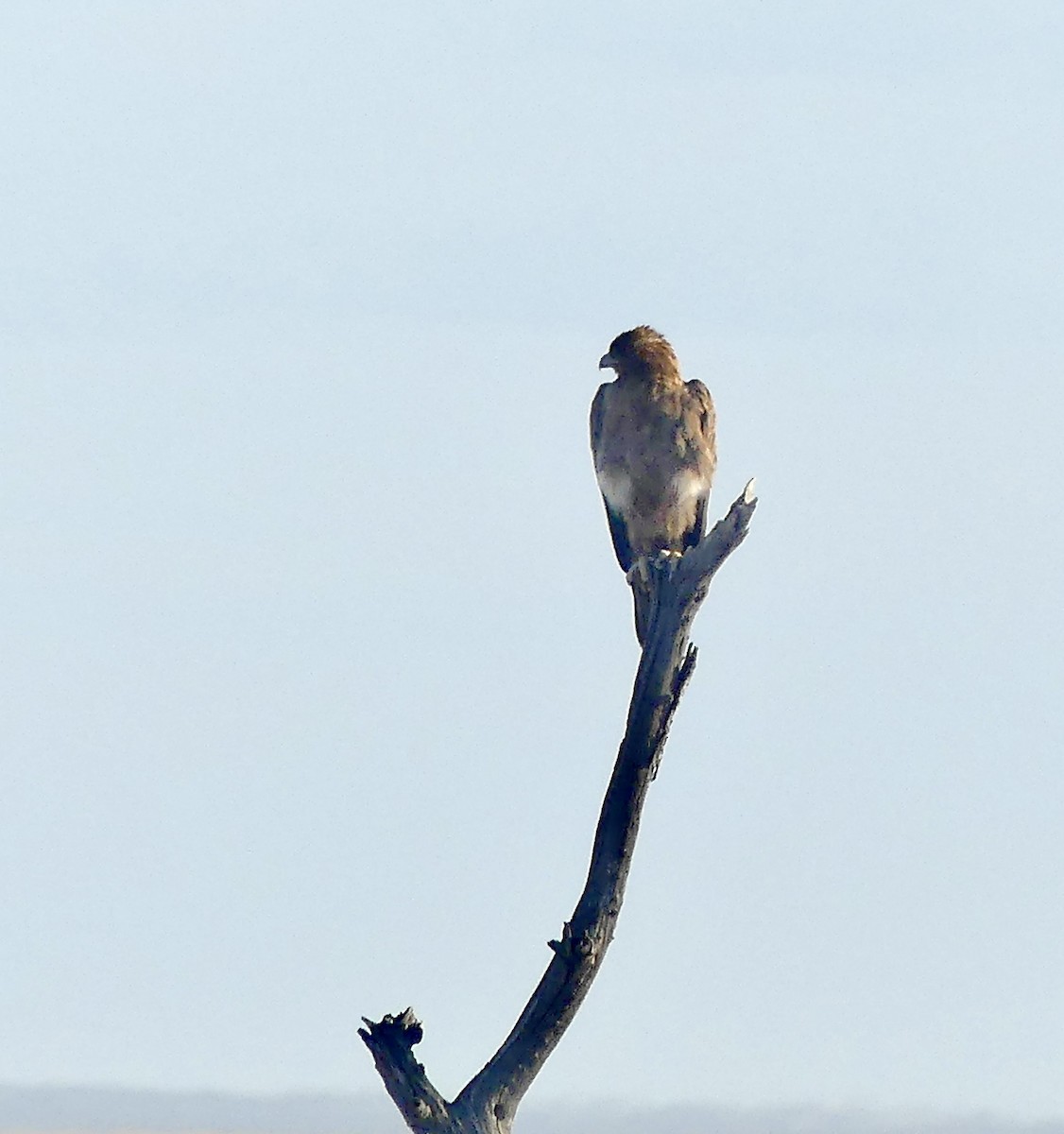 Águila de Wahlberg - ML646752013